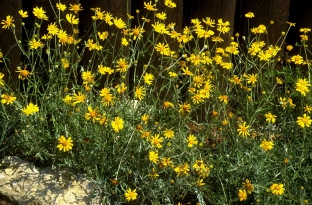 Eriophyllum lanatum